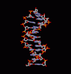 medium_ADN.gif
